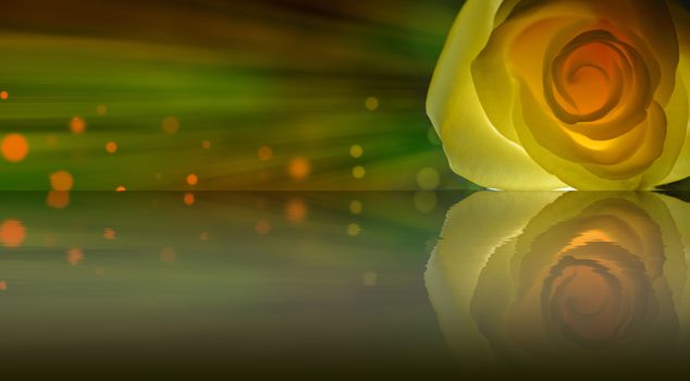 Yellow rose close up over bokeh background reflected