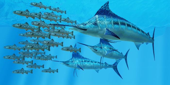 A school of Amemasu fish try to evade three large Marlin predators in the open ocean.