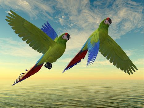 The Military Macaw is a large parrot and is found in Mexico and South America.