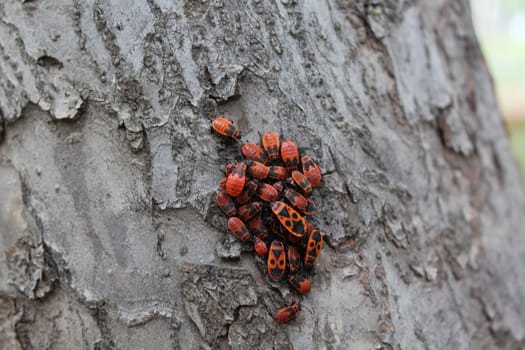 Firebug red insect colony. Nature, macro.