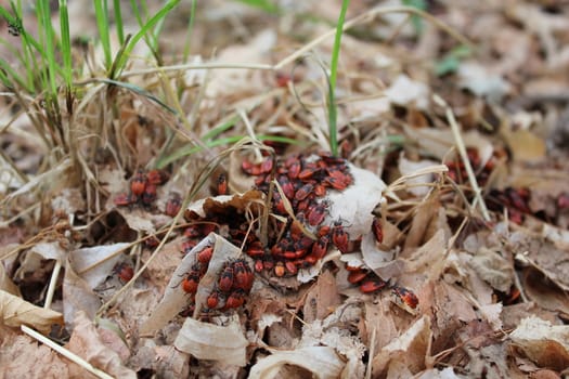 Firebug red insect colony. Nature, macro.