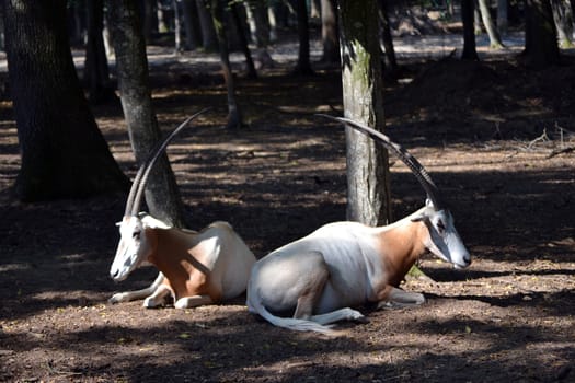 Two antelopes sitting in the forest