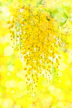 Cassia fistula, beautiful yellow flower on bokeh background