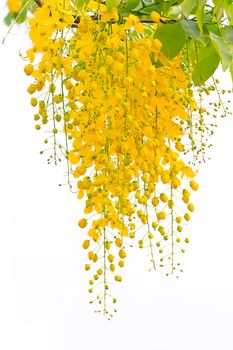 Cassia fistula, beautiful yellow flower on isolated white background