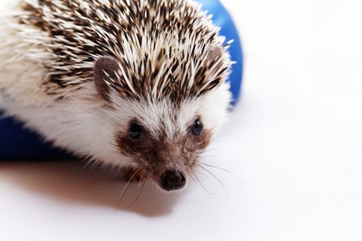 Photo of a cute hedgehog on a blue beanbag