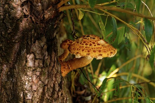 Photo of a beautiful brown tree fungus