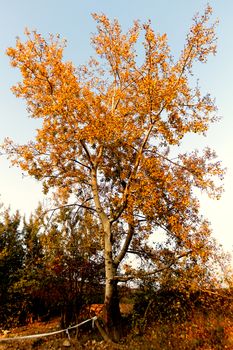 Photo of an autumn tree with orange leafs