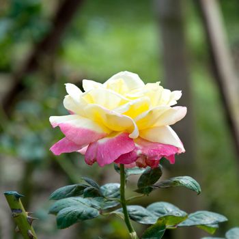 Beautiful rose flower.
