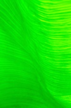 background abstract green leaves