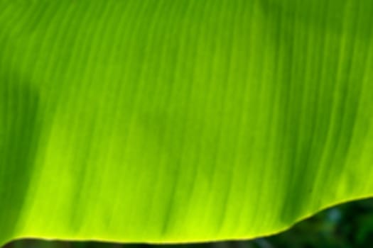 background abstract green leaves