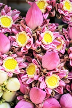 pink lotus flower in market