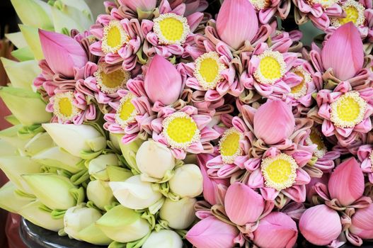 pink lotus flower in market