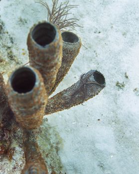 Spiny brittle star hanging off a tube sponge