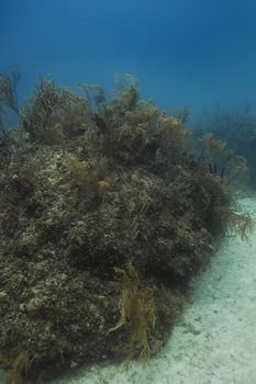 Small hill covered by coral and sea life