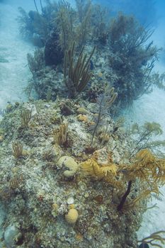 Coral reef in deep water in the bahamas filled with life