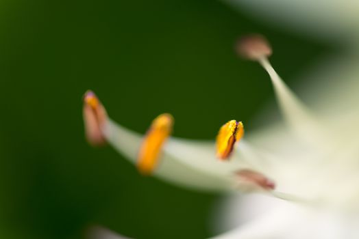 A macro shot of yellow stamens on a white flower.