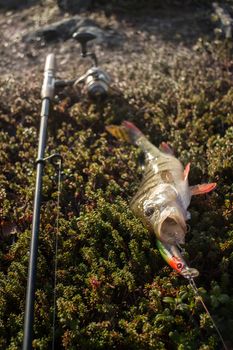 perch fishing in the North in Scandinavia