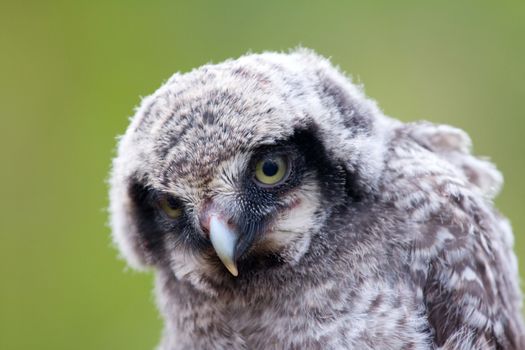 Cute fluffy owlet looking at the viewer with their yellow eyes. Portrait