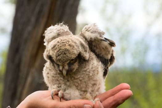 Little fluffy chick owl is located on human hand