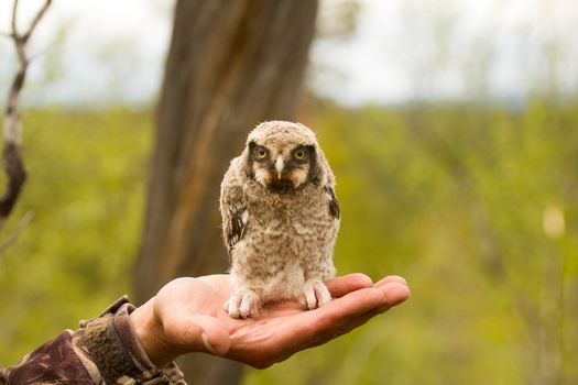 the owl sits on the palm in the forest