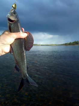 grayling fishing in the North in Scandinavia