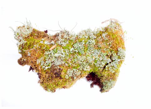  moss from the wild mountain places in isolation