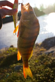 perch fishing in the North in Scandinavia