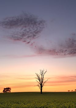 Dawn pre sunrise skies over silhouetted tree amongst flowering canola farmlands during spring in rural NSW. Portrait orientation with plenty space for copy.