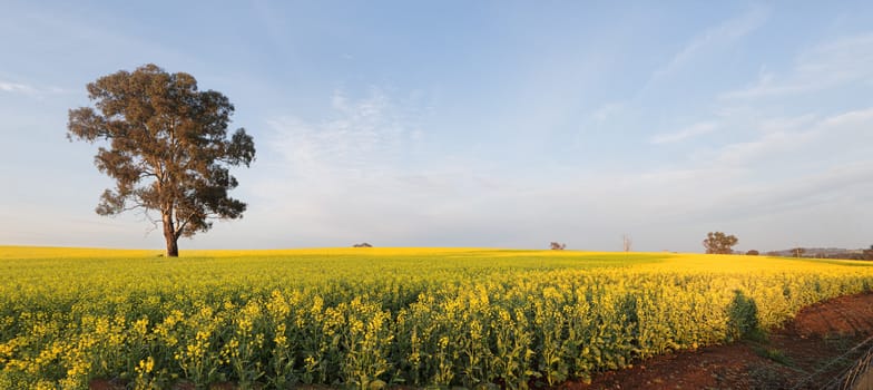 Rolling undulating hills planted out with golden canola, now flowering in full bloom in soft morning light.  Panorama.