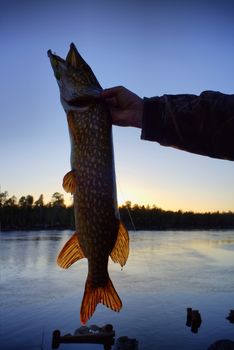 pike fishing in the North in Scandinavia