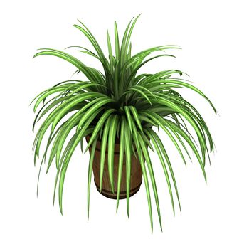 3D digital render of a spider plant in a flower pot isolated on white background