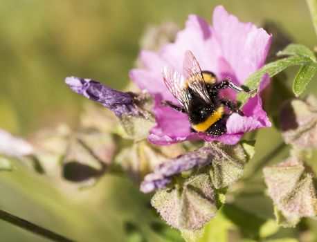 Bumblebee Covered in Pollen Gathering Nectar