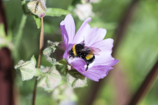 Bumblebee Covered in Pollen Gathering Nectar