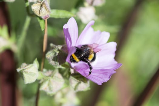 Bumblebee Covered in Pollen Gathering Nectar