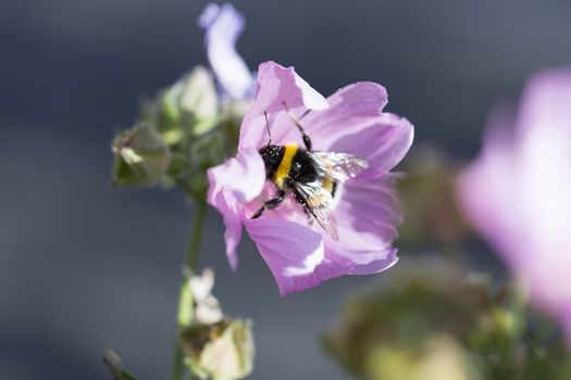 Bumblebee Covered in Pollen Gathering Nectar
