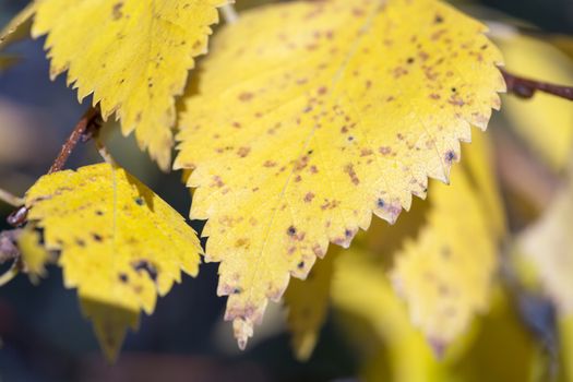 Yellow Birch Leaf Close Up in Fall