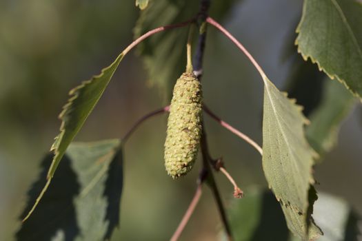 Birch Tree Seed Pod