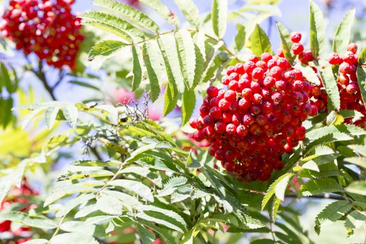 Rowan Fruit in Tree Close up.
