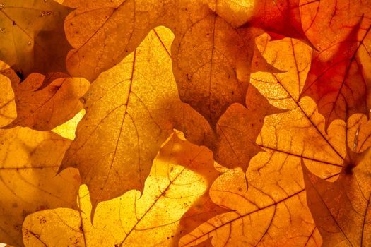 Bright autumn leaves, background