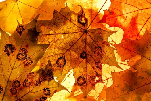 Bright autumn leaves, background