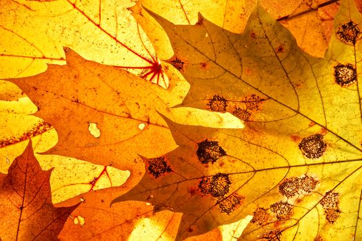 Bright autumn leaves, background