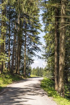 walking path on mountain Blomberg in Bavaria, Germany in summer