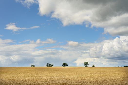 Image of romantic landscape with wheatfield and white clouds in Franconia, Germany in summer