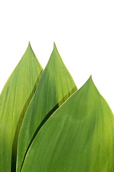 Green leaves of lily of the valley