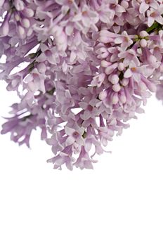 The flower lilac isolated on white background