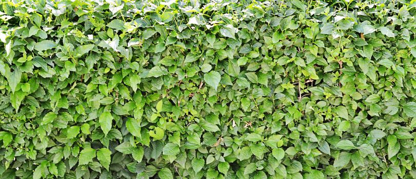 The cut-off bush with leaves close up