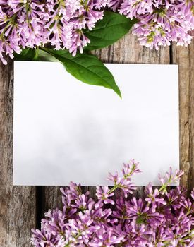 The flower pink lilac a wooden background