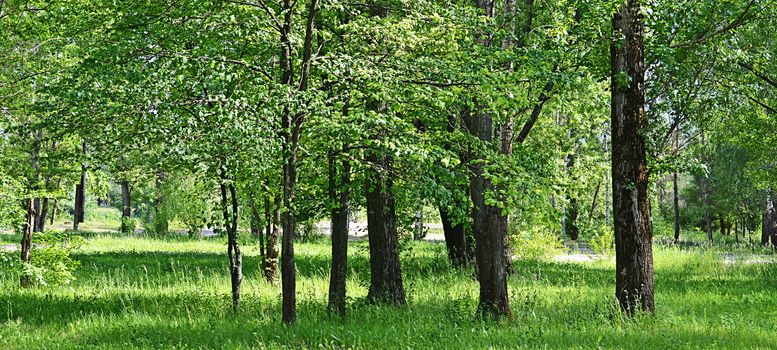 The trees in park in the summer