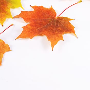 Autumn maple leaves isolated on white background