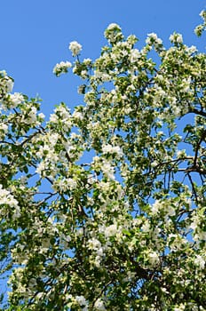 The apple blossoms in spring close up